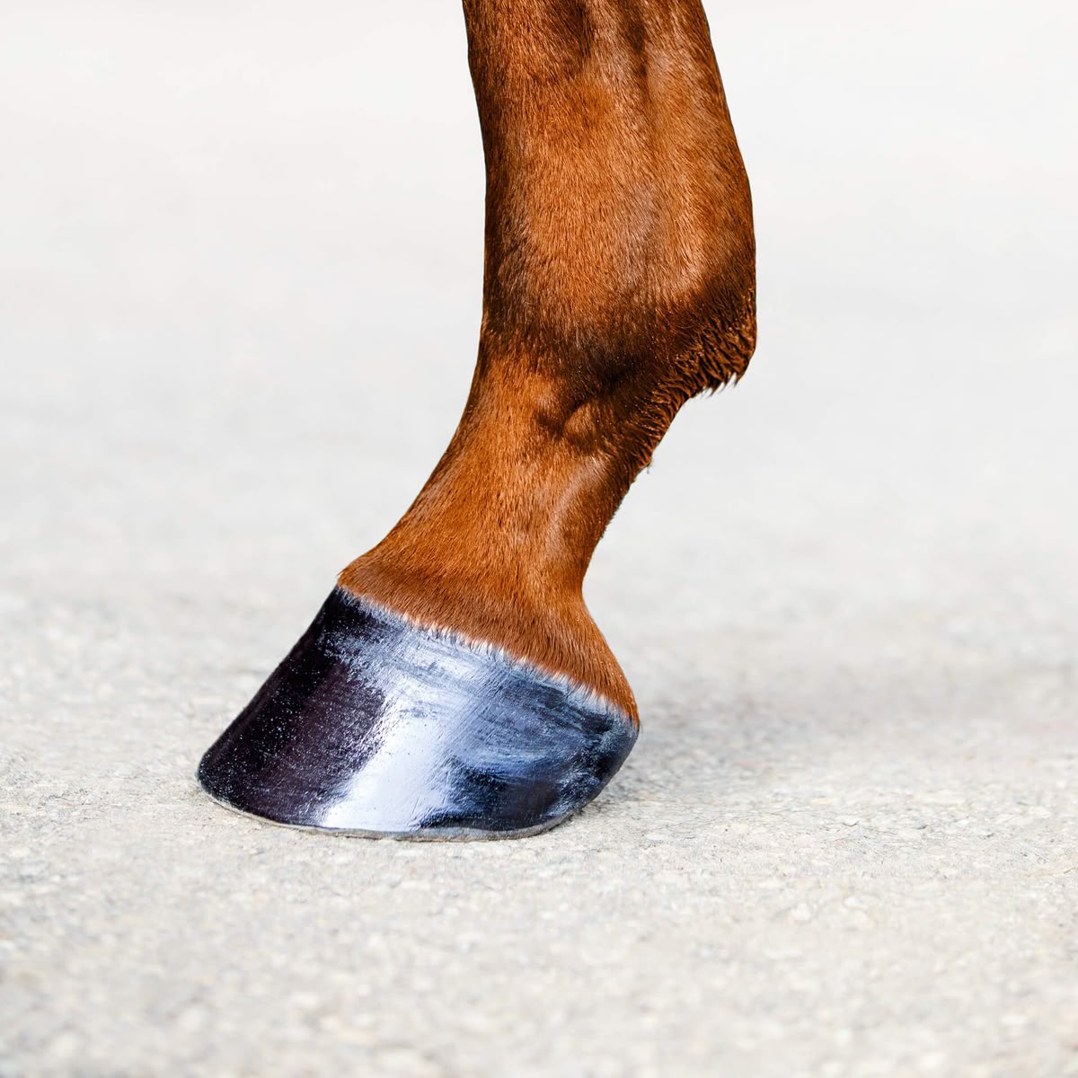 HORSEHOOF
